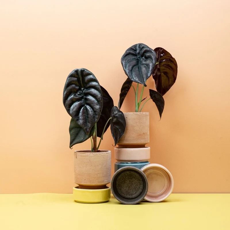 ALOCASIA CUPREA RED SECRET