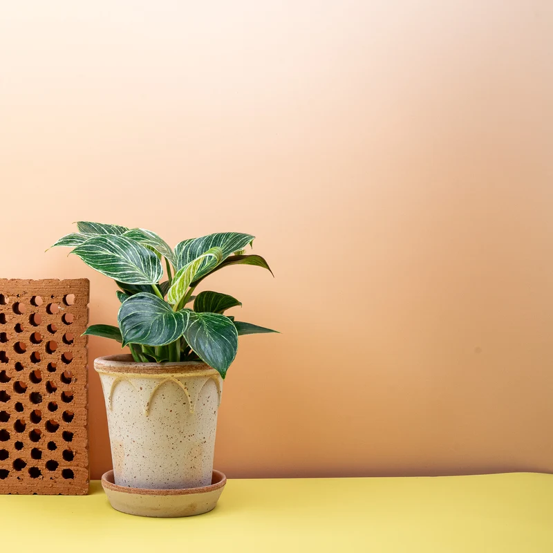 PHILODENDRON BIRKIN
