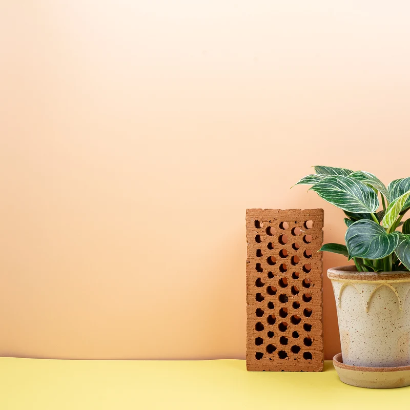 PHILODENDRON BIRKIN