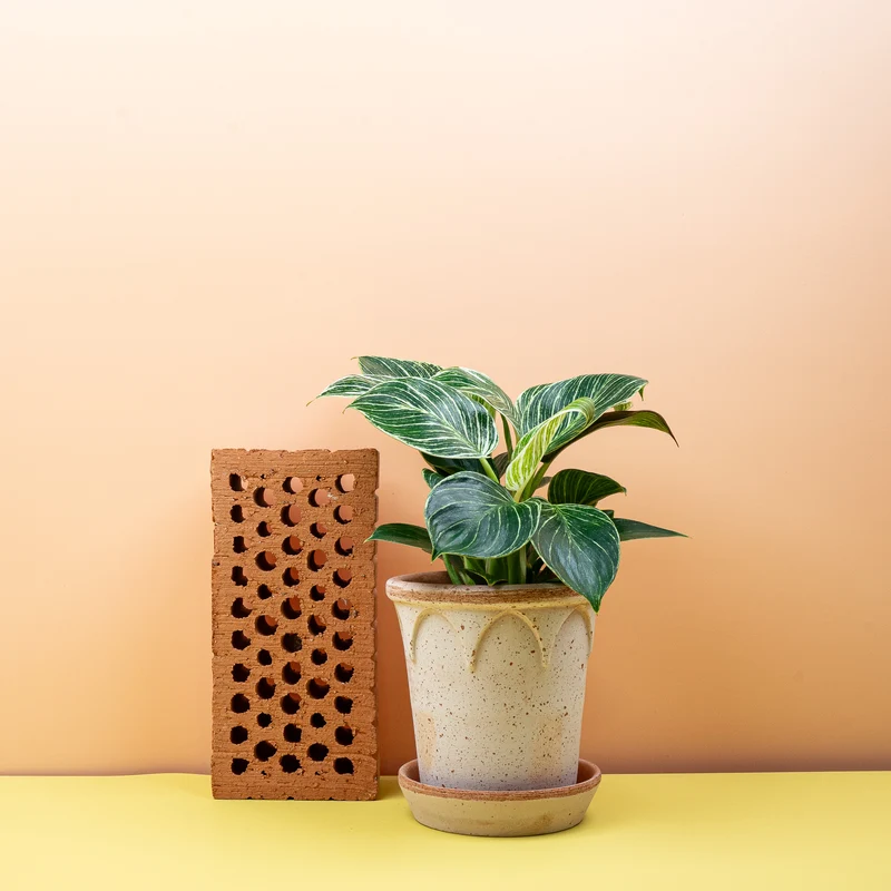 PHILODENDRON BIRKIN