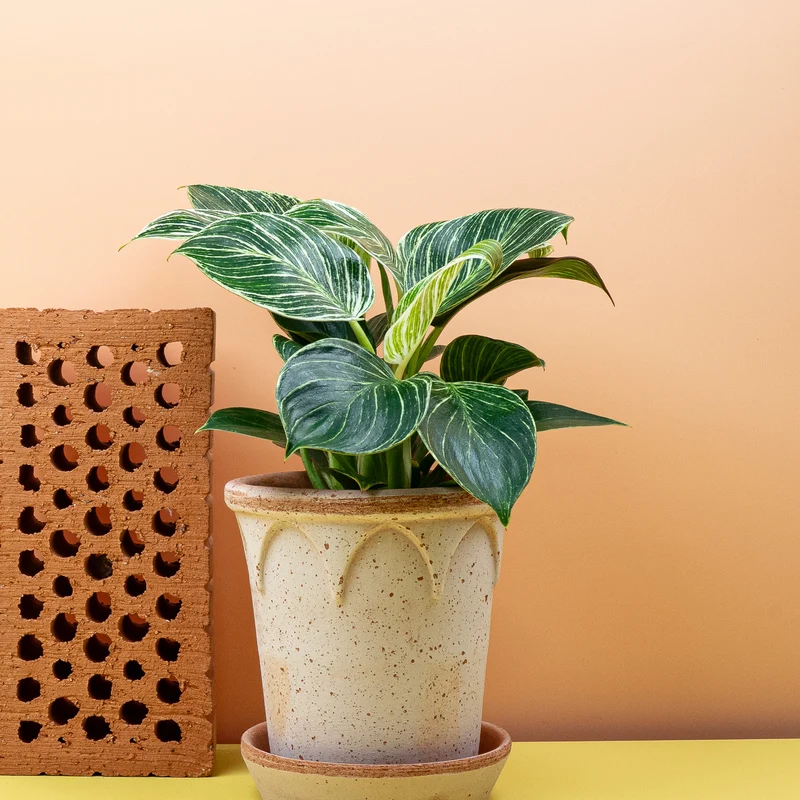 PHILODENDRON BIRKIN