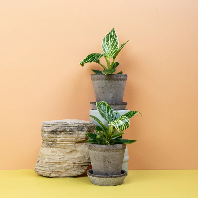 PHILODENDRON BIRKIN