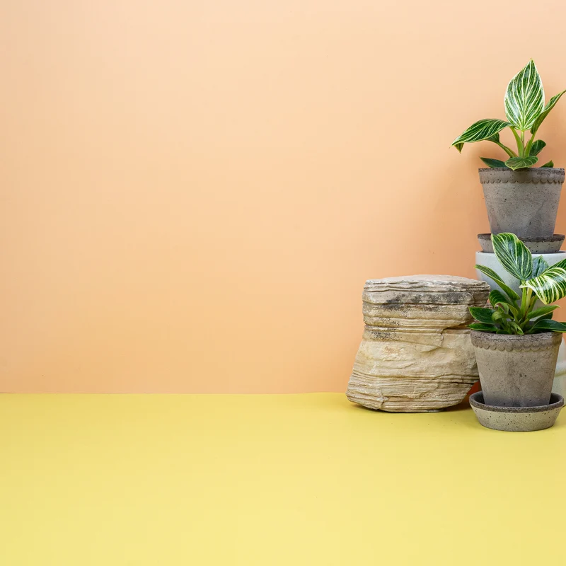 PHILODENDRON BIRKIN