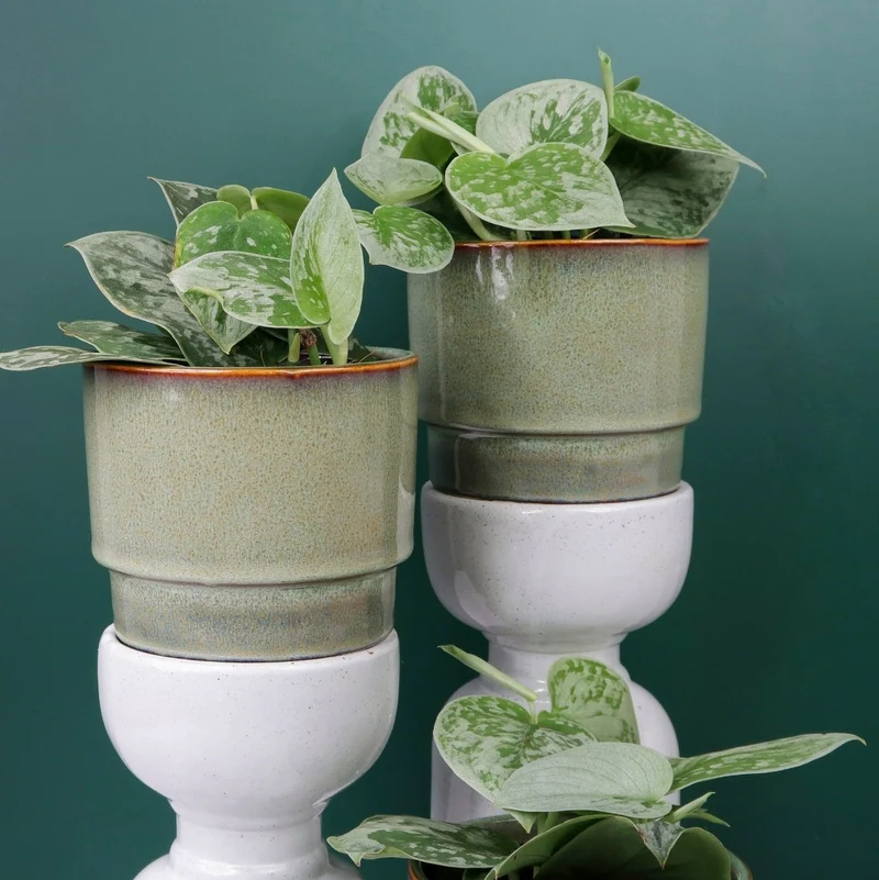 SCINDAPSUS PICTUS SILVER ANN