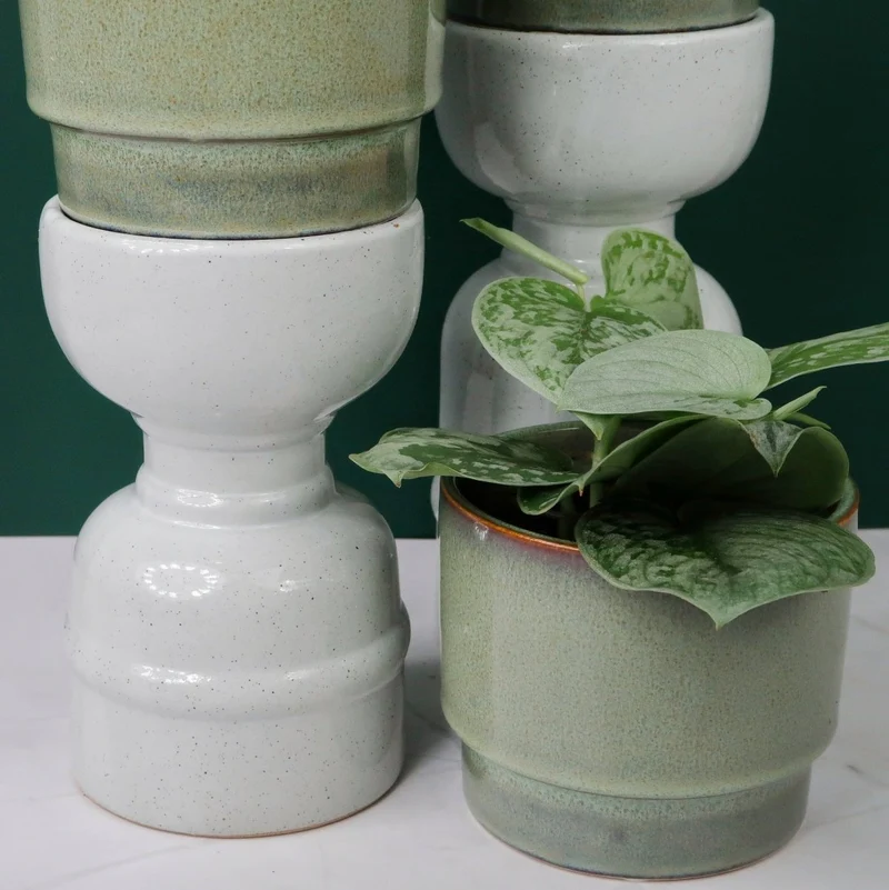 SCINDAPSUS PICTUS SILVER ANN