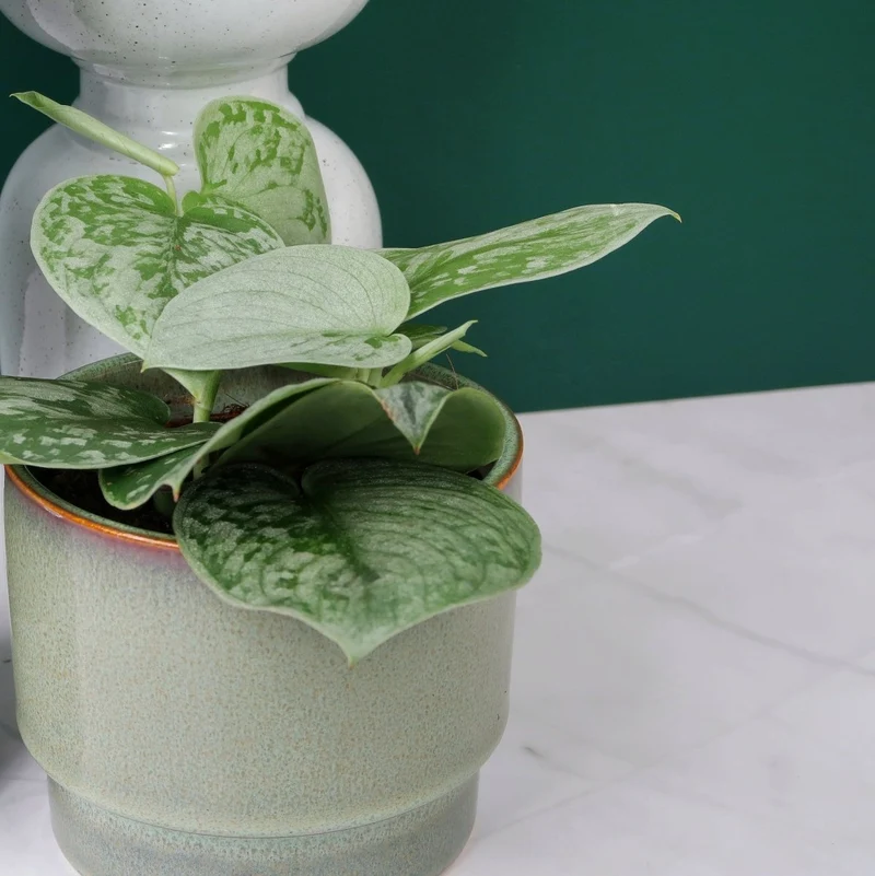 SCINDAPSUS PICTUS SILVER ANN