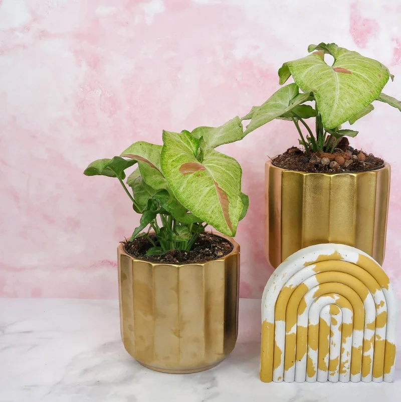 SYNGONIUM CONFETTI