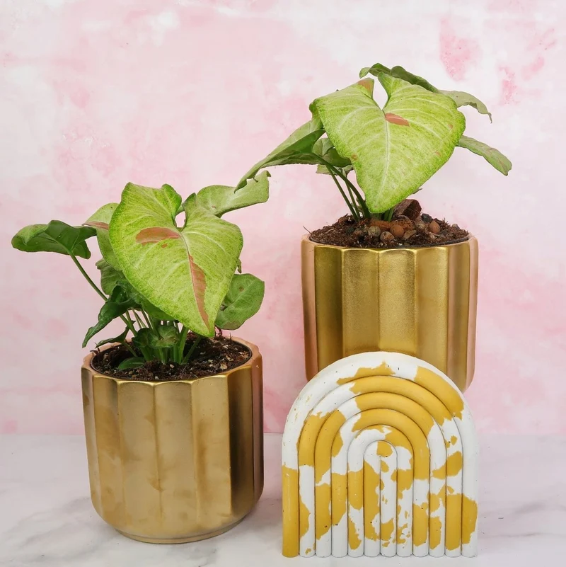 SYNGONIUM CONFETTI
