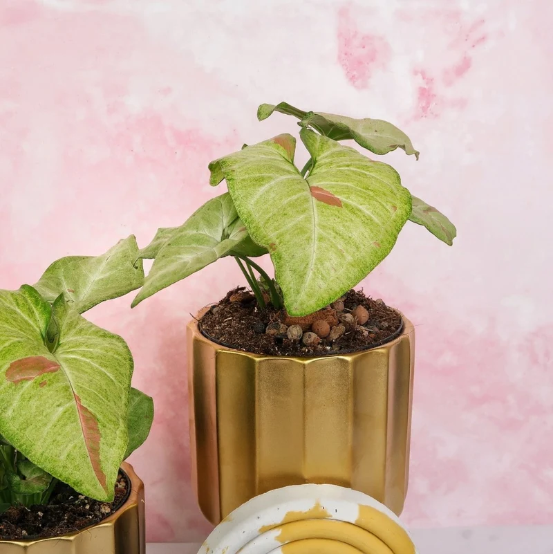 SYNGONIUM CONFETTI