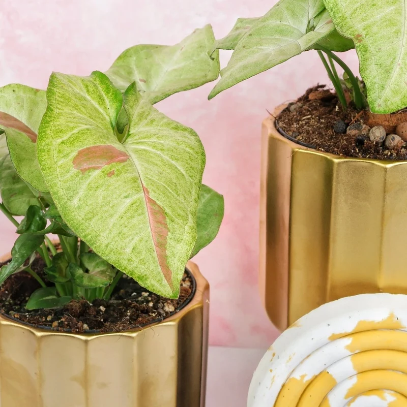 SYNGONIUM CONFETTI