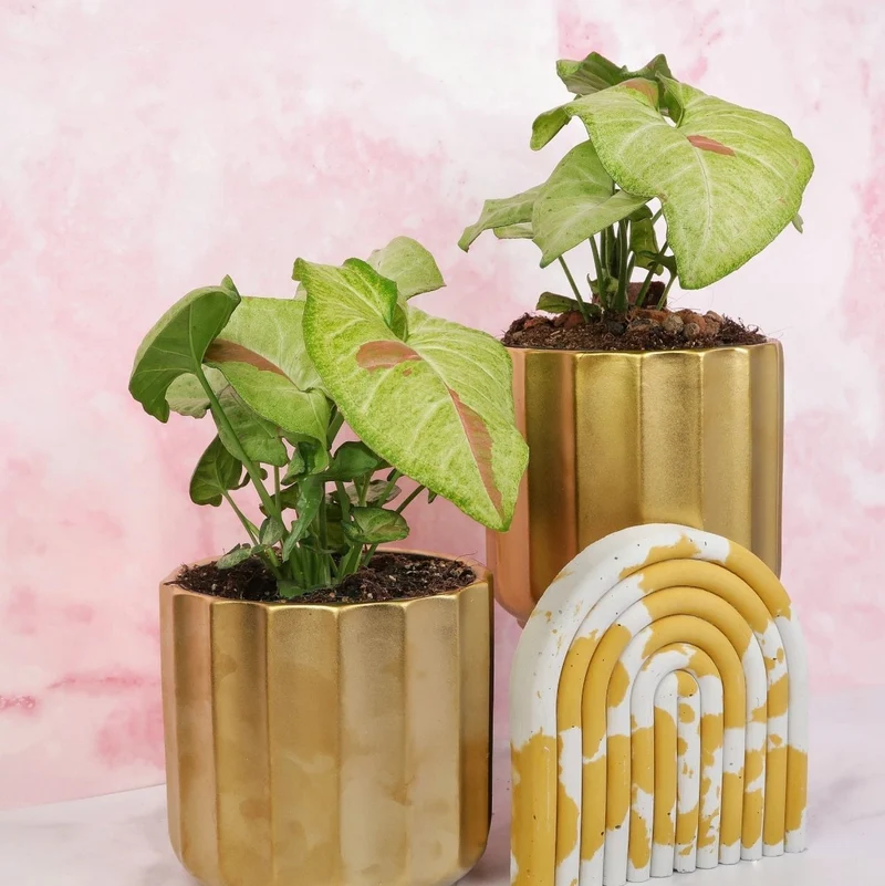 SYNGONIUM CONFETTI