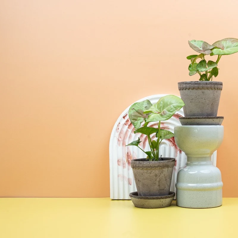 SYNGONIUM CONFETTI