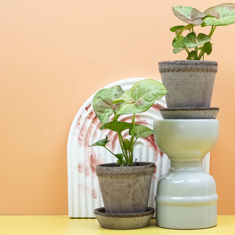 SYNGONIUM CONFETTI