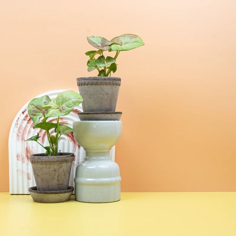 SYNGONIUM CONFETTI