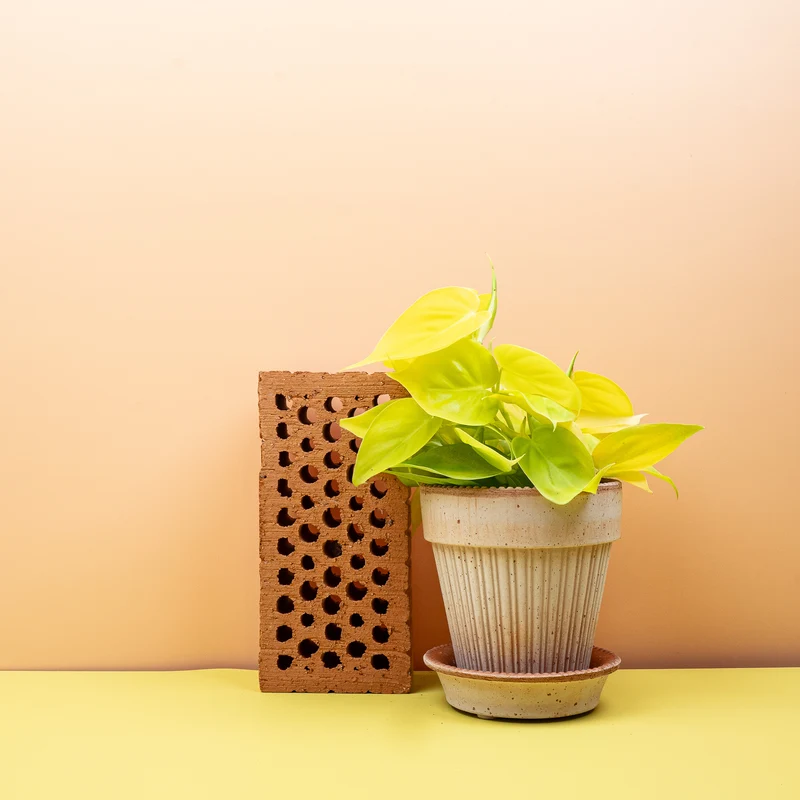 PHILODENDRON HEDERACEUM LEMON LIME