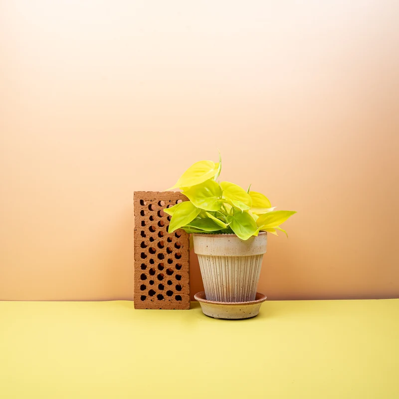 PHILODENDRON HEDERACEUM LEMON LIME