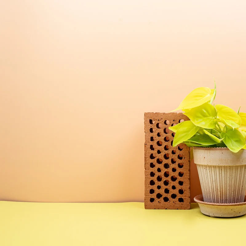 PHILODENDRON HEDERACEUM LEMON LIME