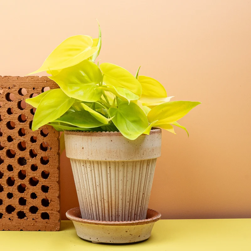 PHILODENDRON HEDERACEUM LEMON LIME