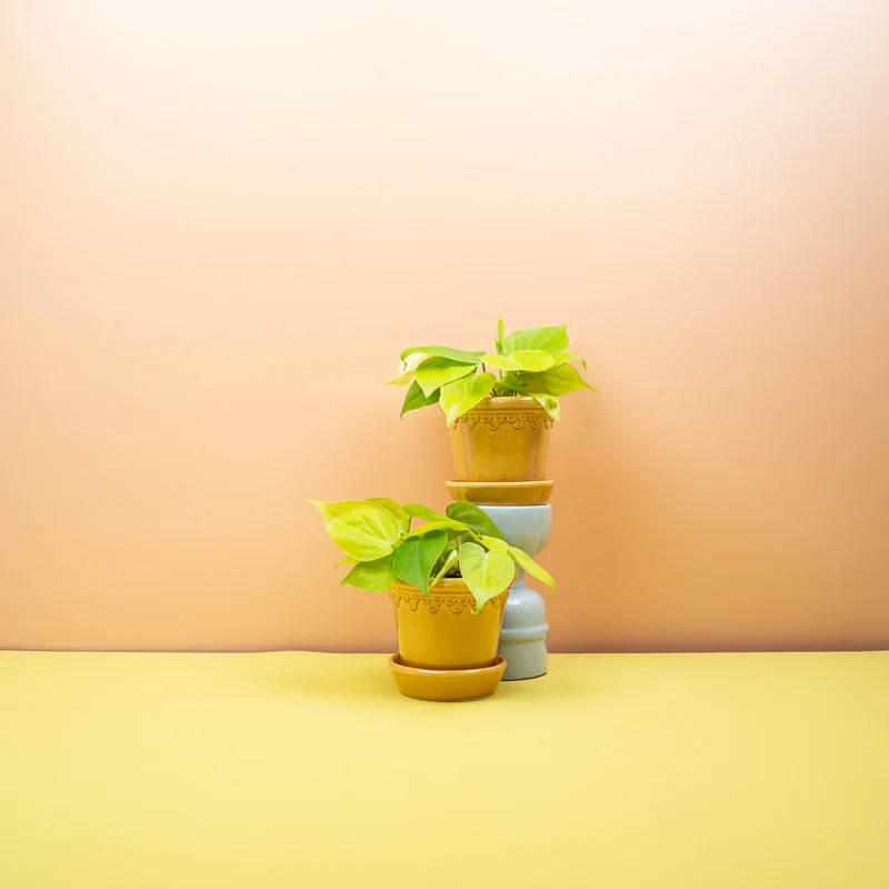 PHILODENDRON HEDERACEUM LEMON LIME