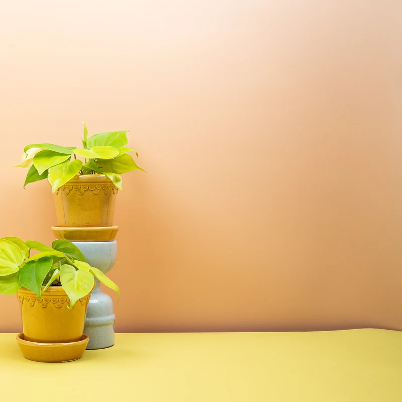 PHILODENDRON HEDERACEUM LEMON LIME
