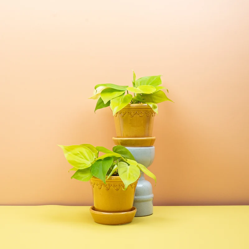 PHILODENDRON HEDERACEUM LEMON LIME