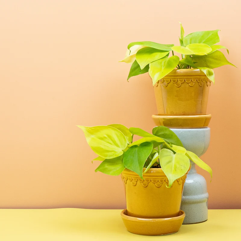 PHILODENDRON HEDERACEUM LEMON LIME