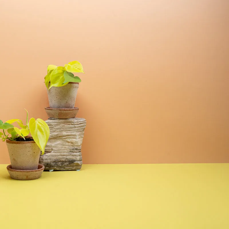 PHILODENDRON HEDERACEUM LEMON LIME