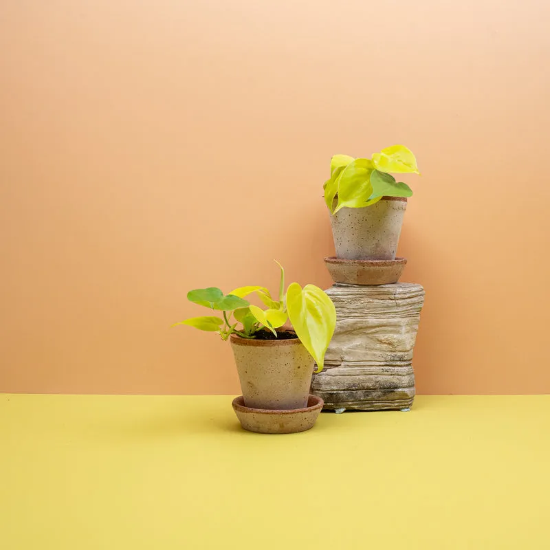 PHILODENDRON HEDERACEUM LEMON LIME