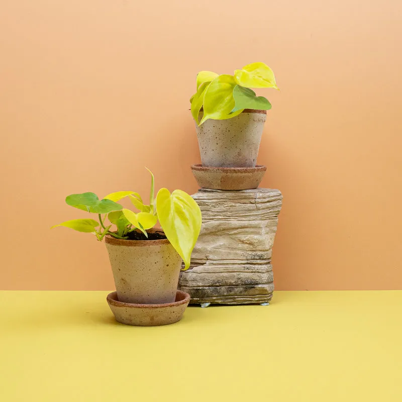 PHILODENDRON HEDERACEUM LEMON LIME