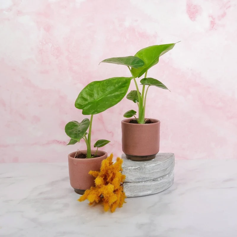 ALOCASIA MACRORRHIZA