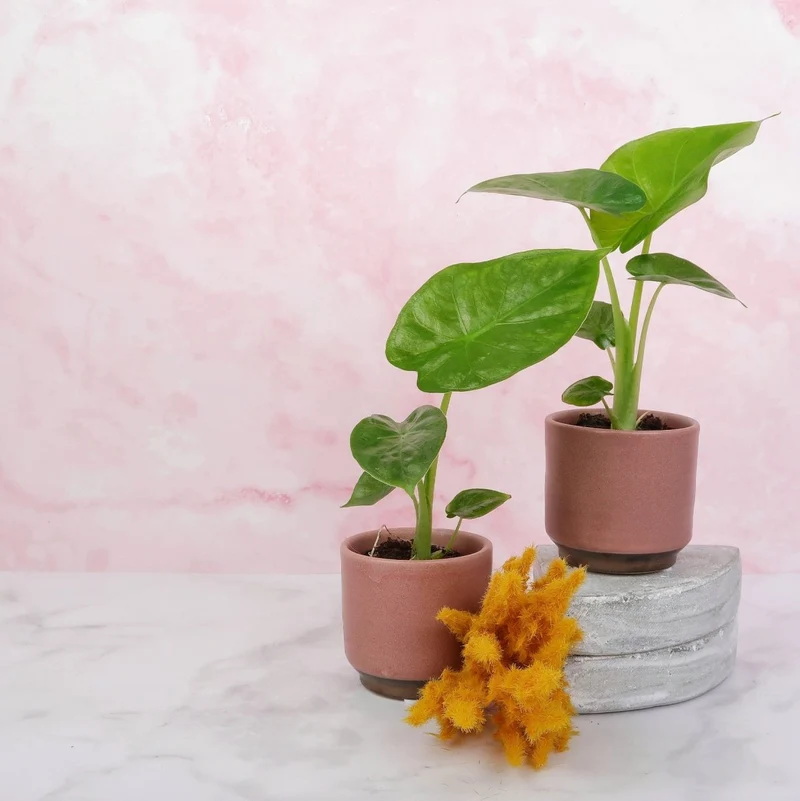 ALOCASIA MACRORRHIZA