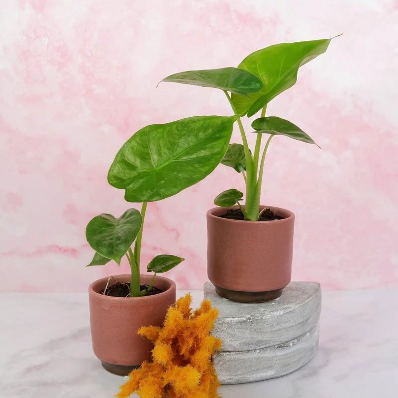 ALOCASIA MACRORRHIZA