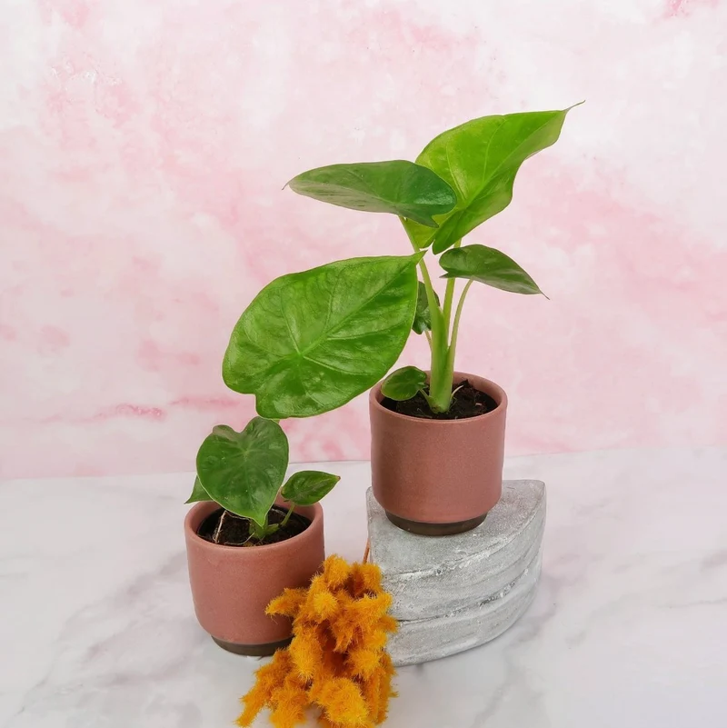 ALOCASIA MACRORRHIZA
