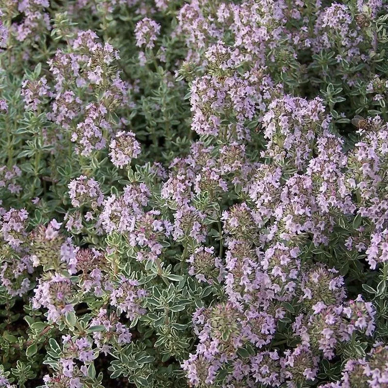Thymian 'Silberne Königin'