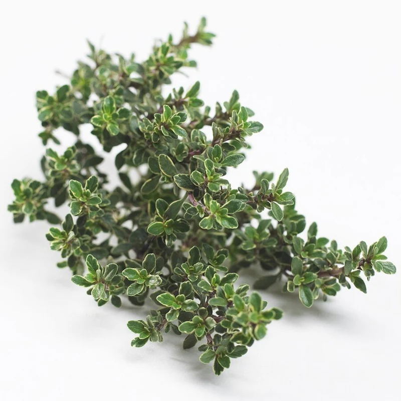 Thymian 'Silberne Königin'