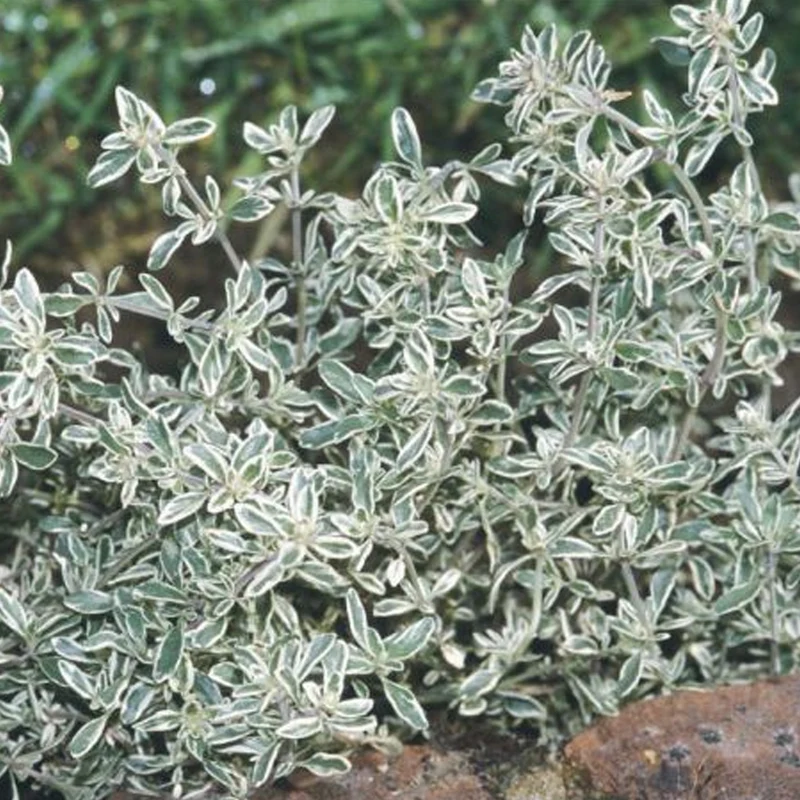 Thymian 'Silberne Königin'