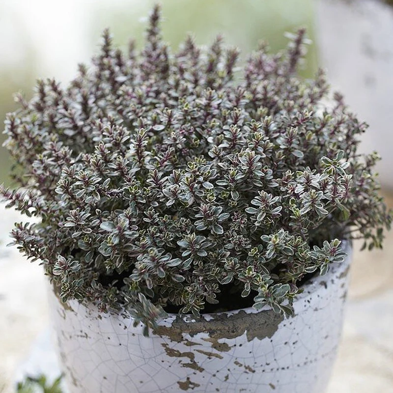 Thymian 'Silberne Königin'