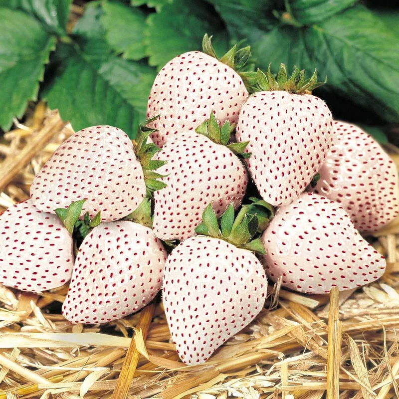 Erdbeere 'Schneewittchen' Nacktwurzel-Pflanzen