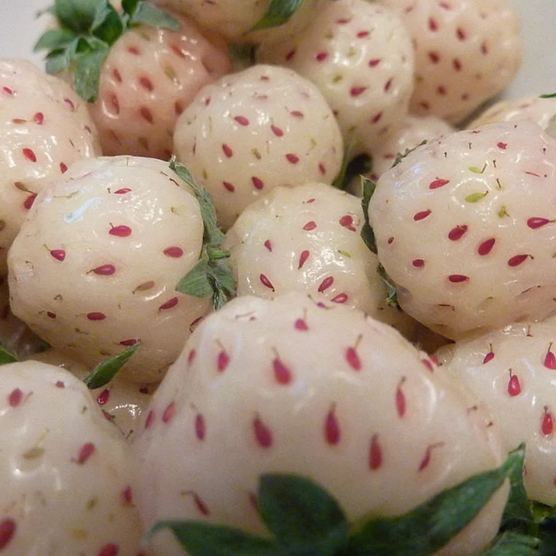 Erdbeere 'Schneewittchen' Nacktwurzel-Pflanzen