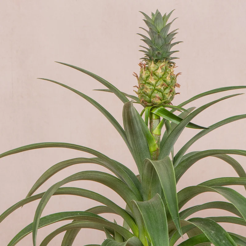 Ananas 'Amigo'