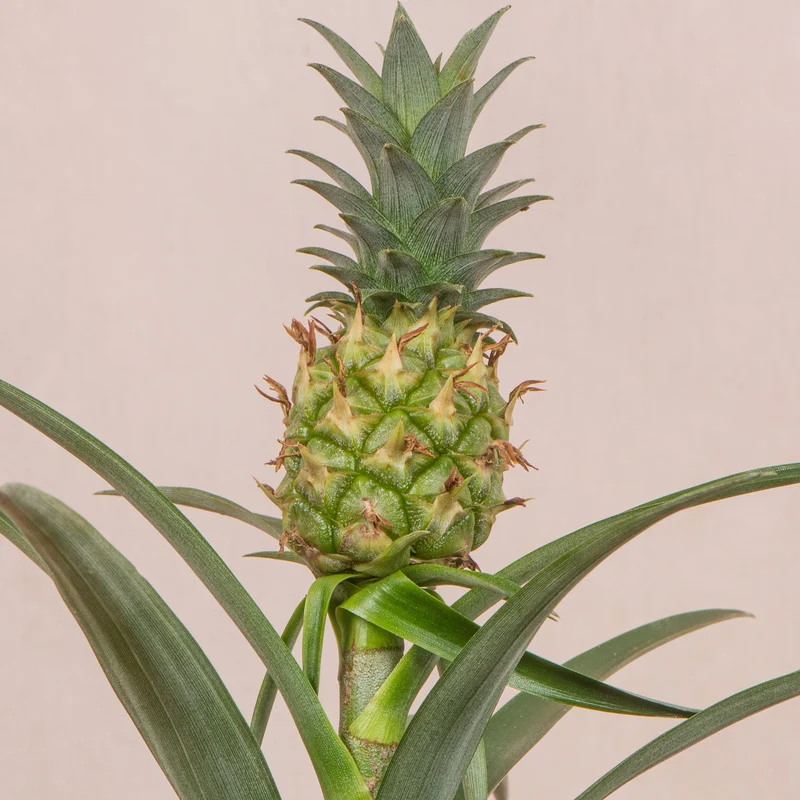Ananas 'Amigo'