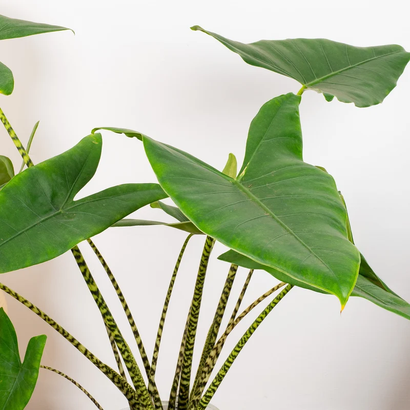 Alocasia 'Stingray'