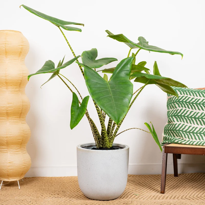 Alocasia 'Stingray'