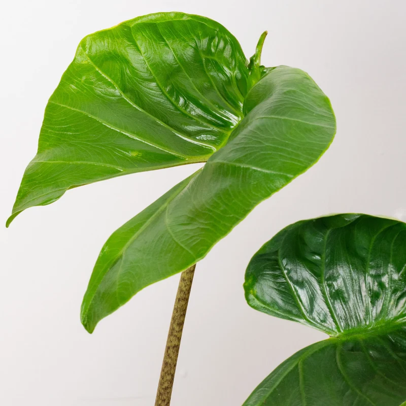 Alocasia 'Stingray'