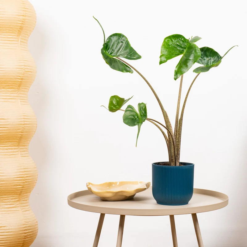 Alocasia 'Stingray'