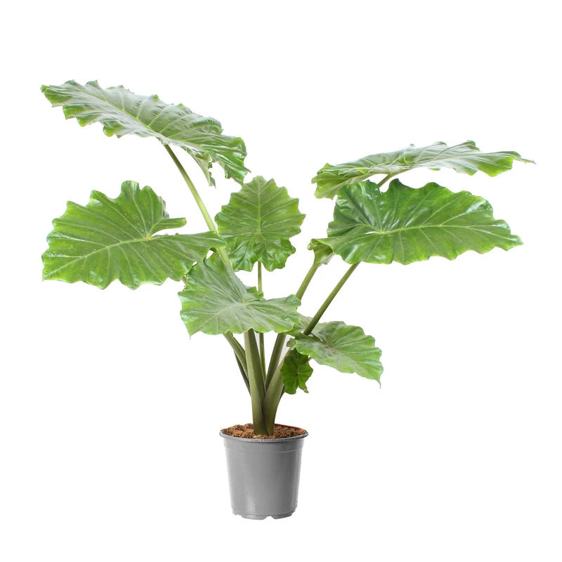 Alokasie 'Portodora'