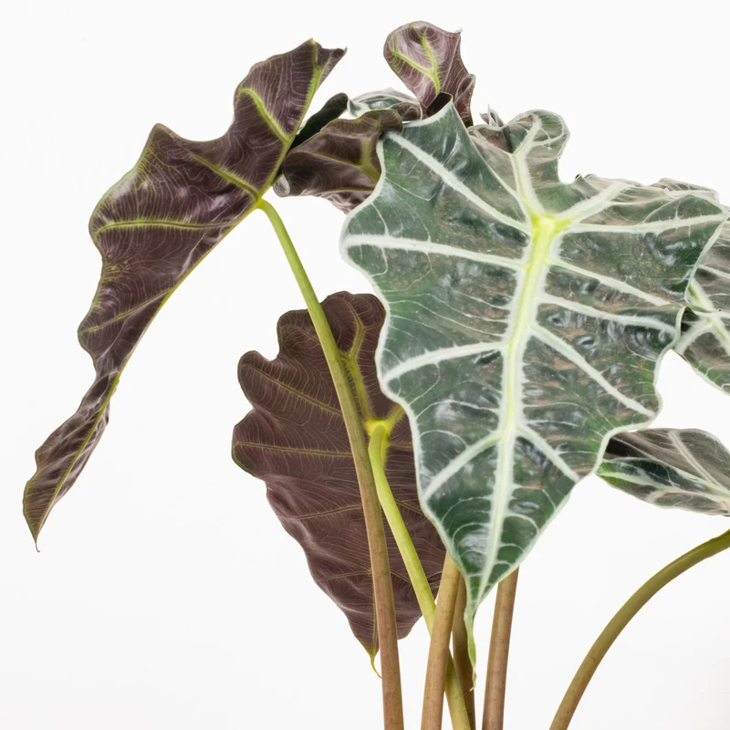 Alocasia 'Polly'