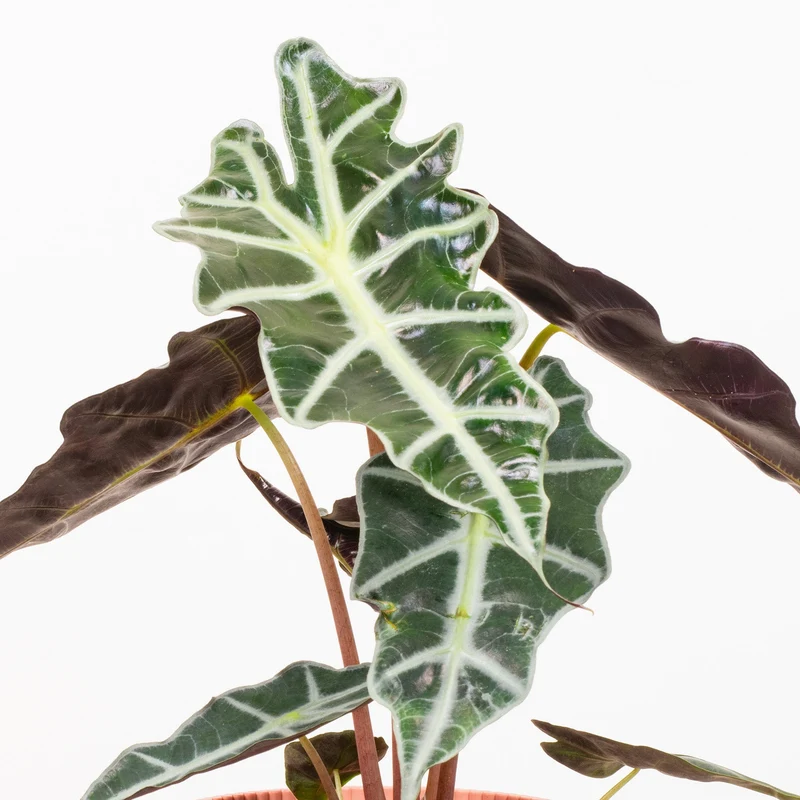 Alocasia 'Polly'