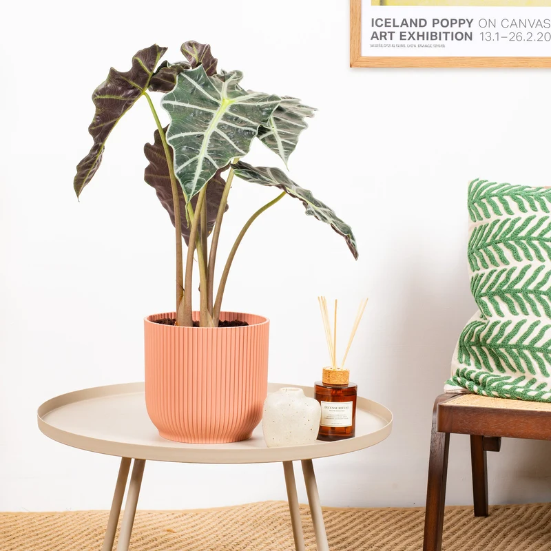 Alocasia 'Polly'