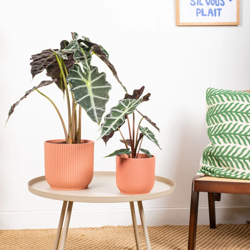 Alocasia 'Polly'